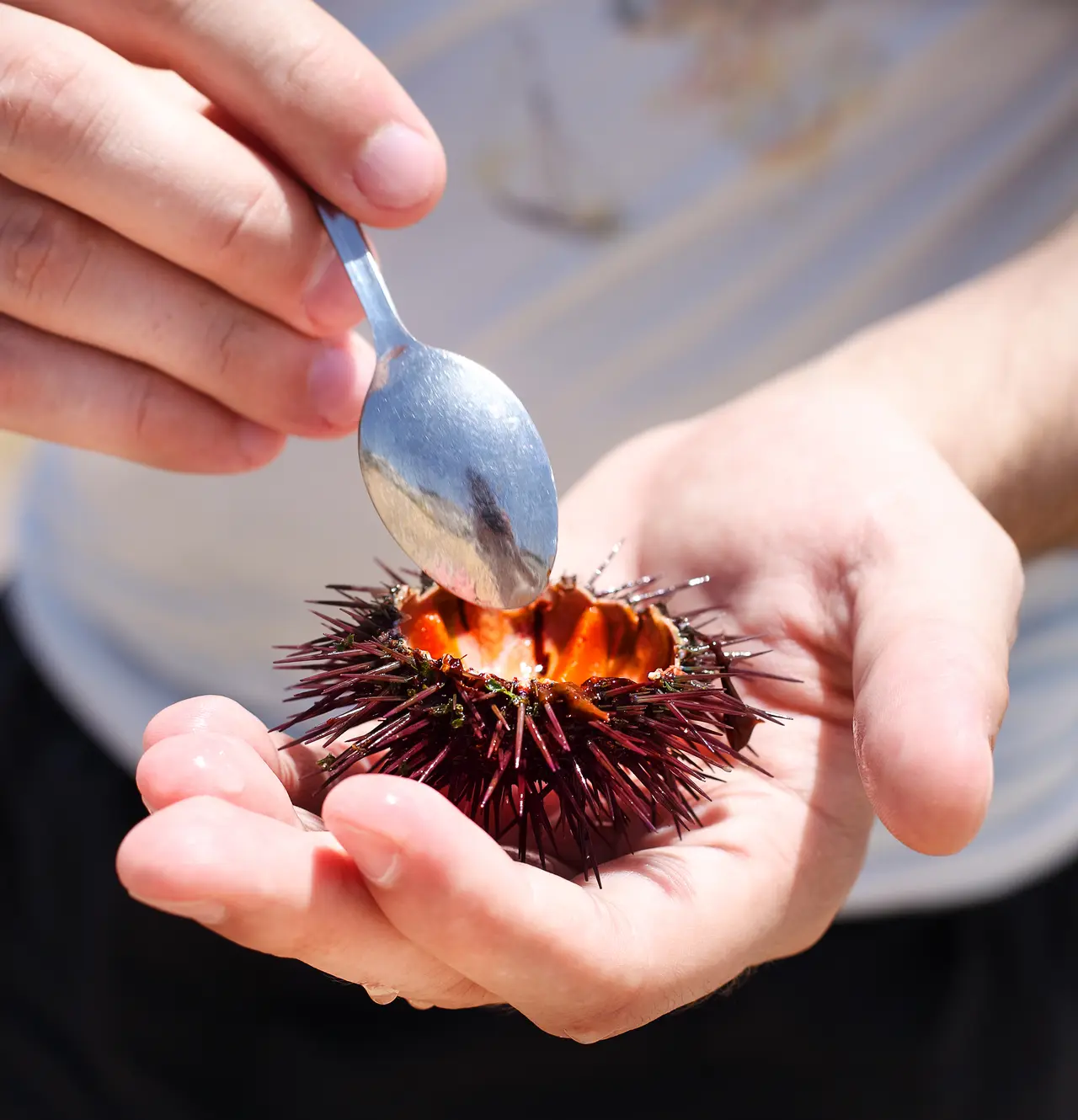 Persona que se sostiene de la mano para cocinar erizo de mar