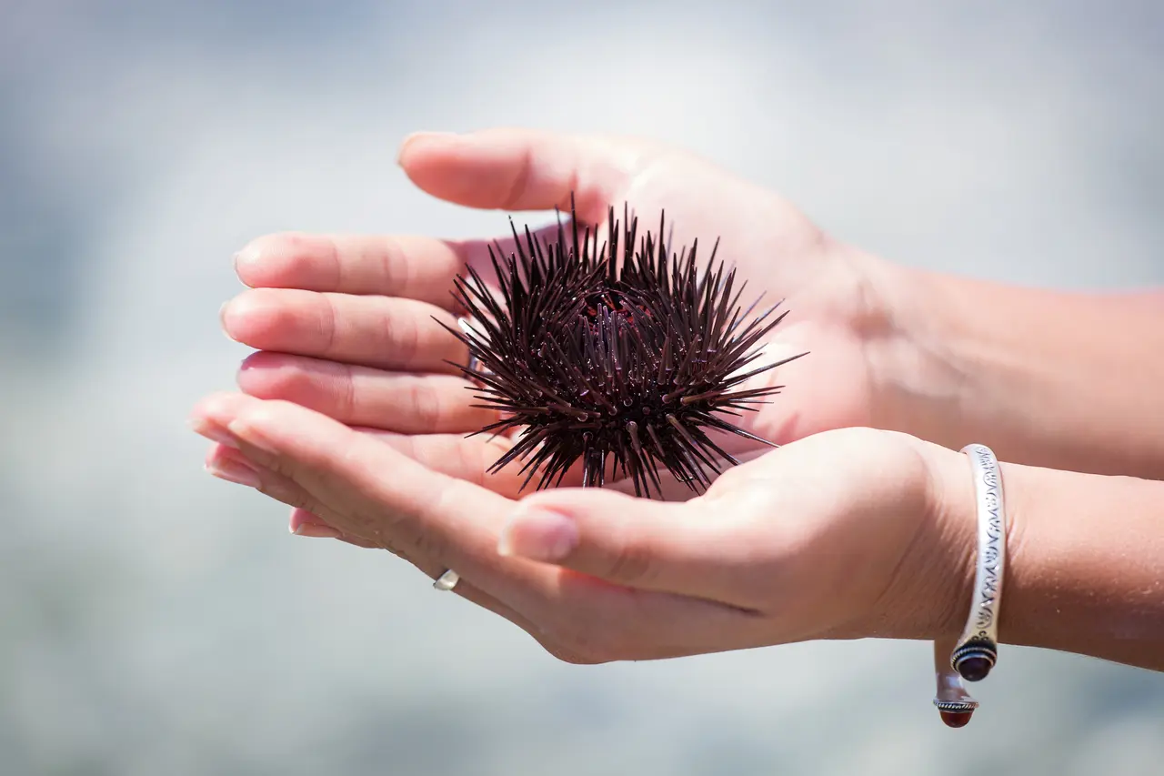 Persona que se sostiene de la mano para cocinar erizo de mar