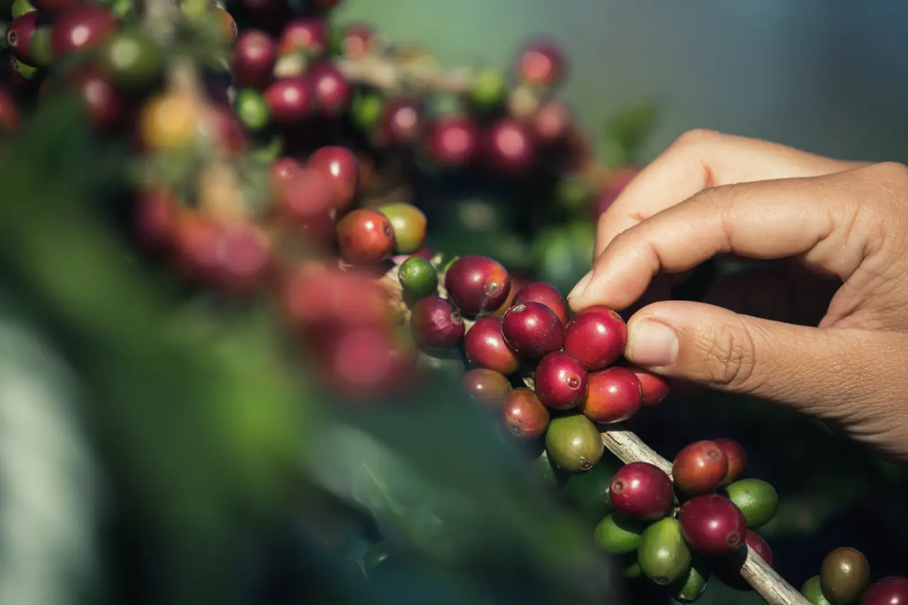 El café más caro y exótico del mundo