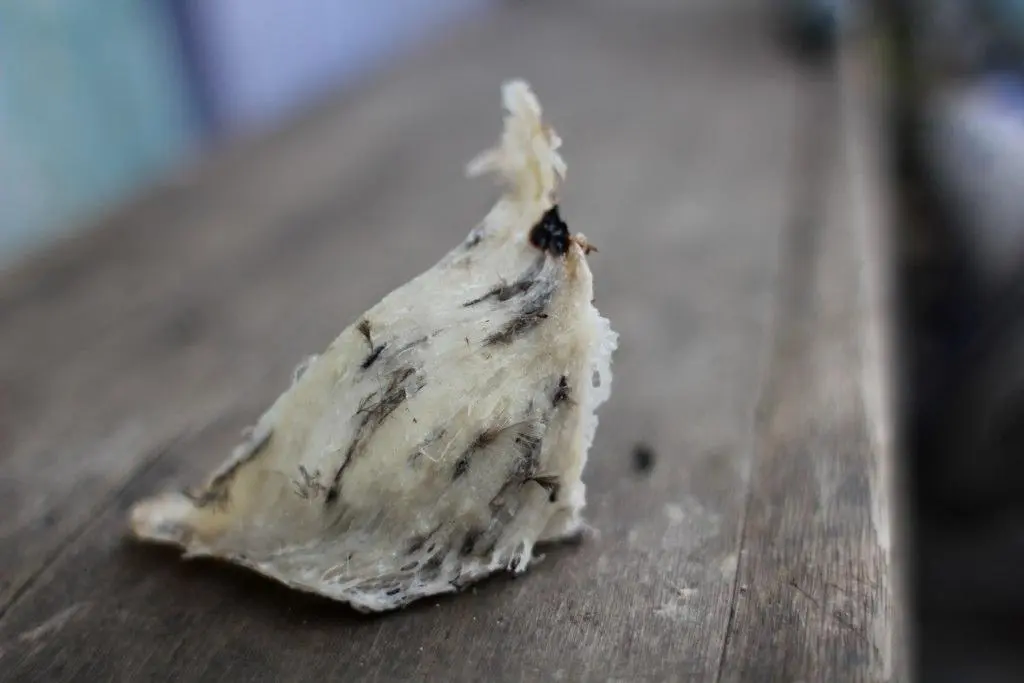 el nido de golondrina como ingrediente exotico en asia