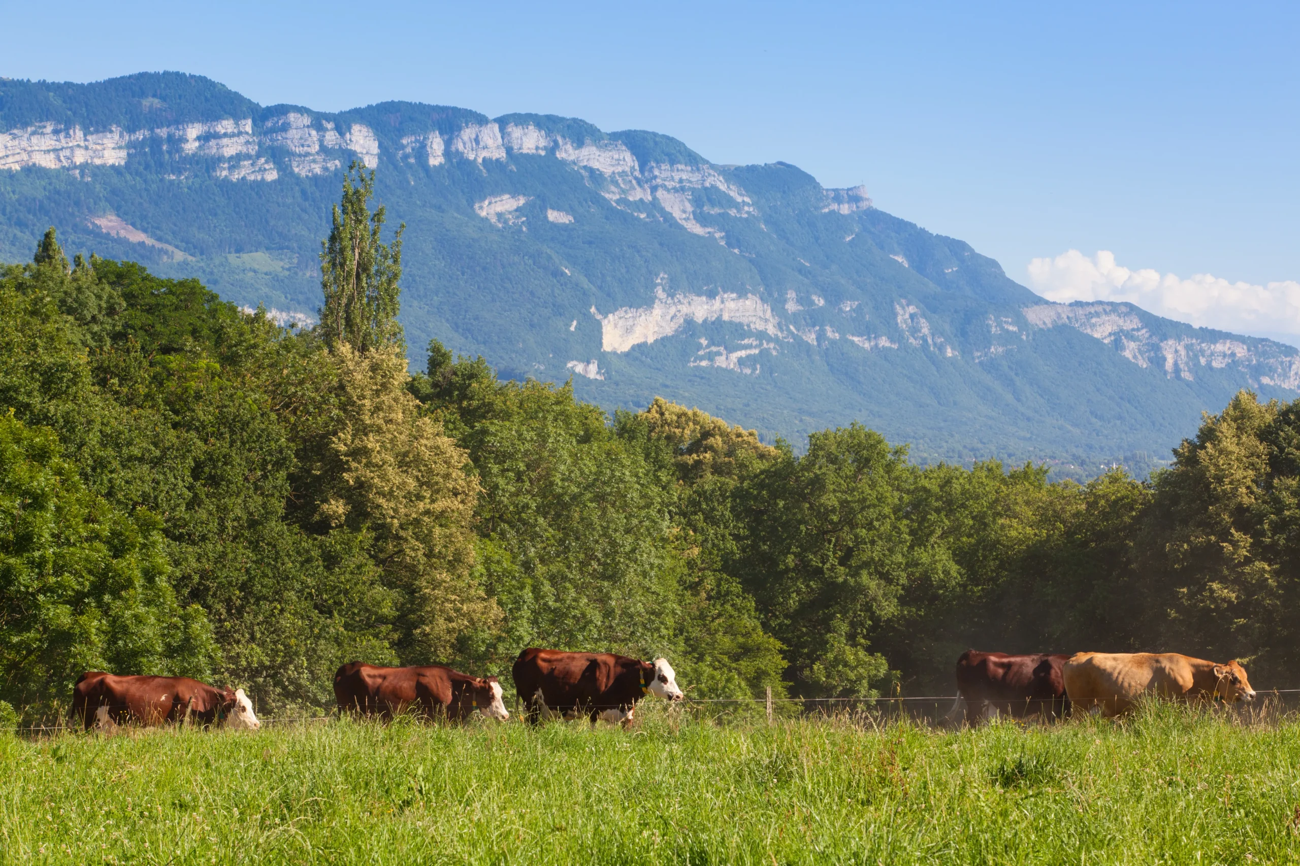 vacas asturianas pastando en verdes prados