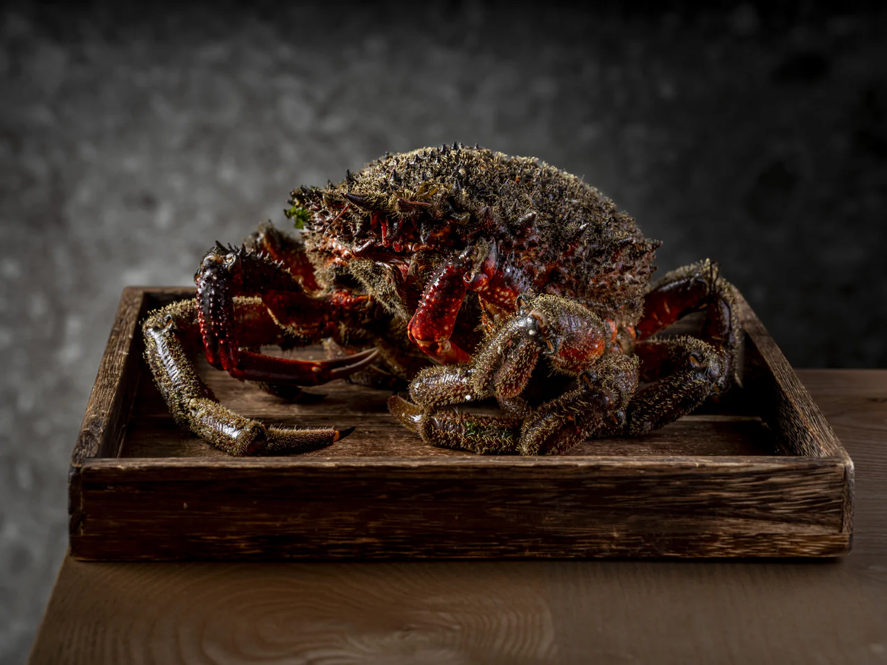 Nécoras (andaricas), crustáceos deseados en las recetas navideñas